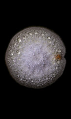 Close-up photo of mold colony grown producing drops of antibiotics