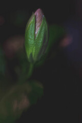 Purple Green Flower Bud Blooming