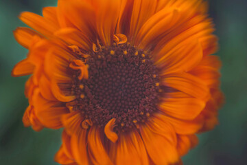Whimsical Blooming Orange Marigold Flower In Garden