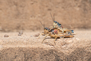 Grasshoppers Mating In Big Bend National Park Texas