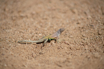 Greater Earless Lizard Big Bend National Park Texas