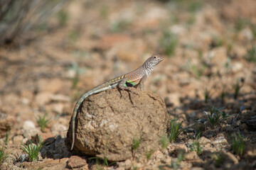 Greater Earless Lizard Big Bend National Park Texas