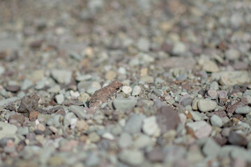 Red Spotted Toad Big Bend National Park Texas Frog