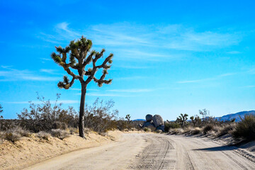 Obraz premium A long way down the road going to Joshua Tree NP, California