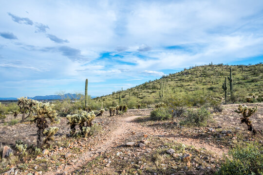 A long slender Saguaro Cactus in Casa Grande, Arizona