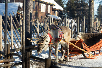 Reindeer in Lapland, Finland