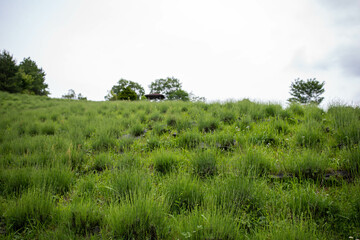 Obraz premium 大分市（野津原町） 大分県県民の森