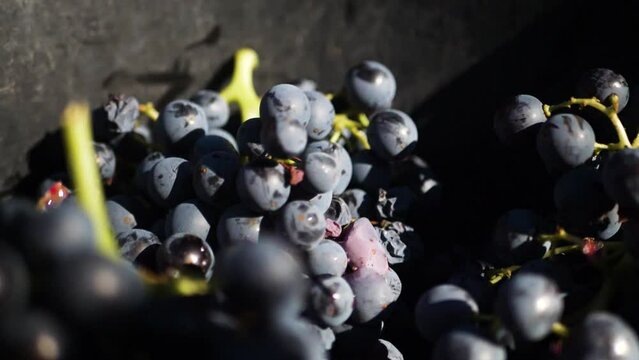 Raisin vendanges