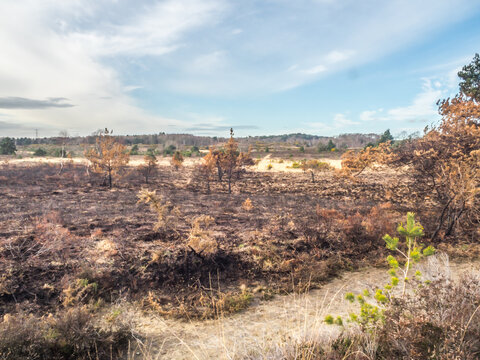 Area of Chobham common after a fire