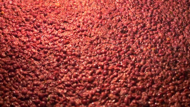 Fermentation raisin
