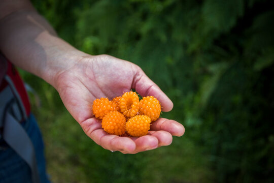 Wild yellow salmonberries held in the palm of a hand