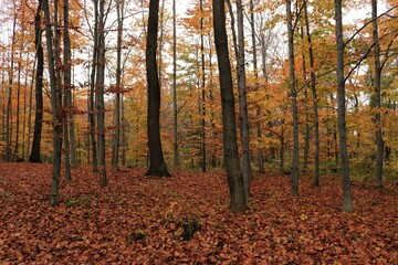 Fototapeta Jesień w lesie obraz