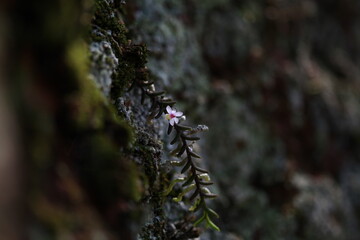 flowers in the rocks