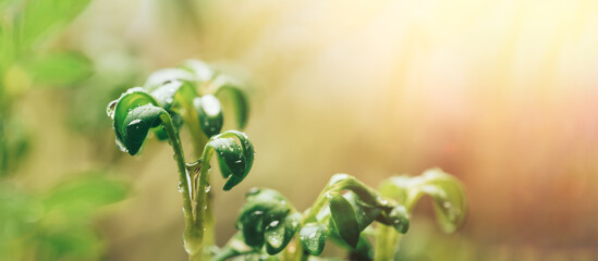 Young shoots of parsley in the sun.