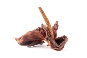 dried anthurium flower, also known as tailflower, flamingo flower and laceleaf, closeup view isolated on white background