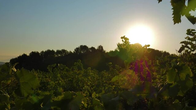 Timelapse Vignes