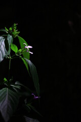 wild flowers