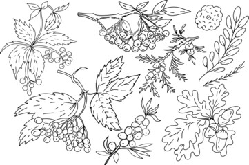 Leaves berries autumn branches rowan viburnum acorns hand drawn graphic illustration set separate hand drawn elements