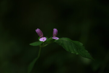 Fototapeta na wymiar wild flowers