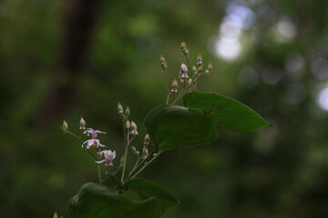 wild flowers