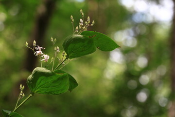 wild flowers