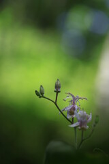 wild flowers