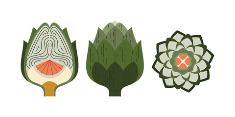 Artichoke organic product cut across and along. Vegetable plant flat vector style.