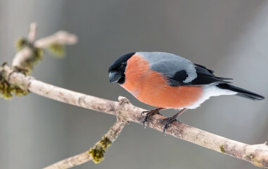 bird, robin, natur, wild lebende tiere, tier, wild, ast, garden,