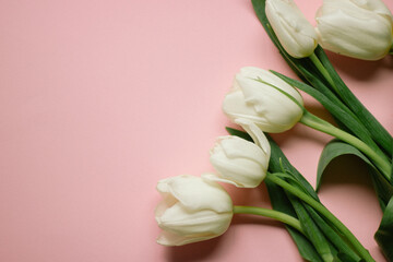 Spring flower wight tulips on the pink background with copyspace. Theme of love, mother's day, women's day