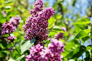 Spring Blooms, Lilac