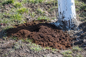 Coffee grounds used as fertilizer for plants and trees.