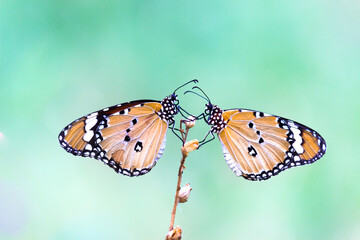 Plain Tiger Danaus chrysippus butterfly drinking nectar the flower plants in natures green background