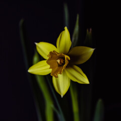 gelbe Narzisse