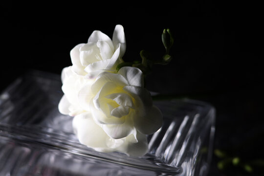 Fiori bianchi e profumati di fresia recisi. Still life dei fiori isolati su fondo nero.