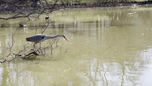 Reiher beim jagen