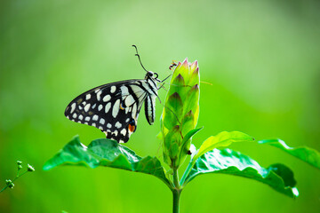 Lemon butterfly, lime swallowtail and chequered swallowtail Butterfly resting on the flower plants