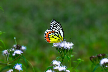 The Indian Jezebel butterfly or Delias eucharis resting on the flower plants during spring season