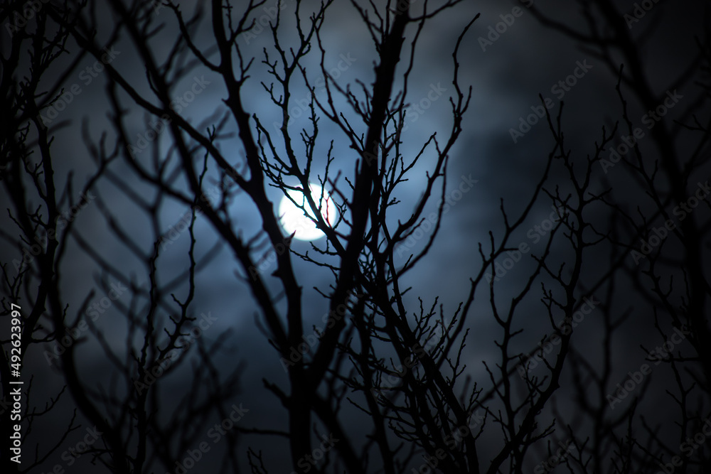 Wall mural the full moon in cloudy sky seen through branches of trees at night