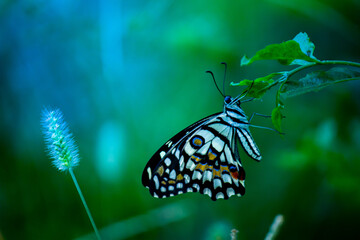Fototapeta na wymiar Lemon butterfly, lime swallowtail and chequered swallowtail Butterfly resting on the flower plants