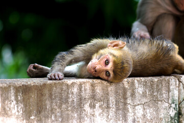 Young monkey also know as the Rhesus Macaque under the tree in a playful mood