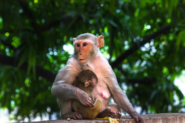 Naklejka na ściany i meble Mother Monkey portrait in wildlife sitting under the tree cuddled her baby monkey in tropical forest