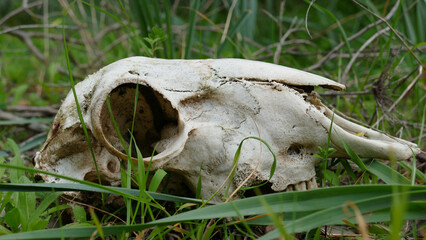 Teschio di cinghiale