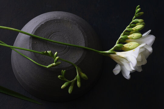 Fiori bianchi e profumati di fresia recisi. Still life dei fiori isolati su fondo nero.