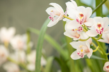 pink orchid flower