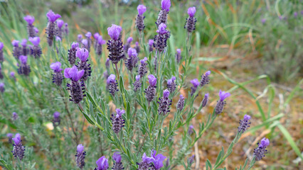 Fototapeta premium Lavanda selvatica