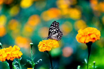 Blue spotted milkweed butterfly or danainae or milkweed butterfly resting on the plants during springtime