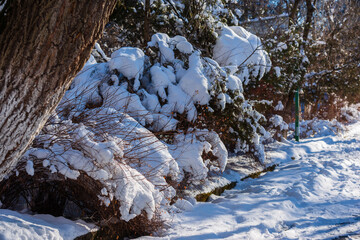 Beautiful winter landscape with trees, Armenia