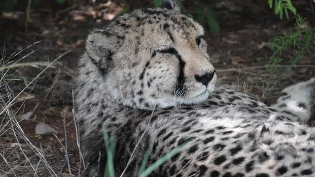 portrait of a cheetah