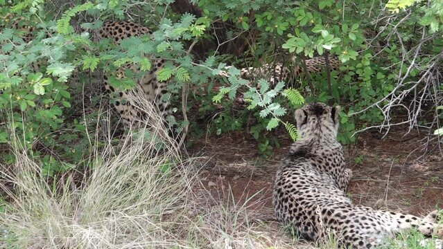 family of cheetahs resting in the bushes