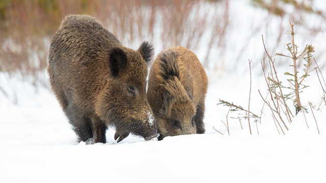 Two wild boar, sus scrofa, feeding on snowy glade in wintertime. Pair of brown snouts sniffing on snow in winter. Swines standing o white glade in forest.